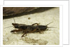 Gryllotalpa gryllotalpa (European mole cricket) by Anonymous