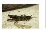 Gryllotalpa gryllotalpa (European mole cricket) by Anonymous