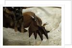 Gryllotalpa gryllotalpa (European mole cricket) - foreleg by Anonymous