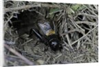 Gryllus campestris (field cricket) - male singing in front of its burrow by Anonymous
