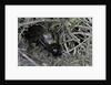 Gryllus campestris (field cricket) - male singing in front of its burrow by Anonymous