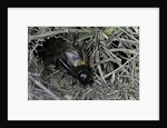 Gryllus campestris (field cricket) - male singing in front of its burrow by Anonymous