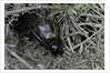 Gryllus campestris (field cricket) - male singing in front of its burrow by Anonymous