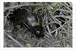 Gryllus campestris (field cricket) - male singing in front of its burrow by Anonymous