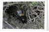 Gryllus campestris (field cricket) - male singing in front of its burrow by Anonymous