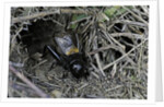 Gryllus campestris (field cricket) - male singing in front of its burrow by Anonymous