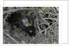 Gryllus campestris (field cricket) - male singing in front of its burrow by Anonymous