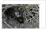 Gryllus campestris (field cricket) - male singing in front of its burrow by Anonymous