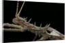 Haaniella grayii (stick insect) - portrait by Anonymous