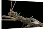 Haaniella grayii (stick insect) - portrait by Anonymous