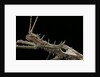 Haaniella grayii (stick insect) - portrait by Anonymous