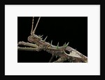 Haaniella grayii (stick insect) - portrait by Anonymous