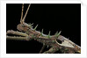 Haaniella grayii (stick insect) - portrait by Anonymous