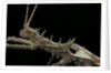 Haaniella grayii (stick insect) - portrait by Anonymous