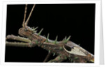 Haaniella grayii (stick insect) - portrait by Anonymous