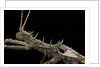 Haaniella grayii (stick insect) - portrait by Anonymous