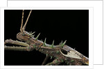 Haaniella grayii (stick insect) - portrait by Anonymous