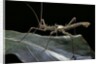 Haaniella grayii (stick insect) by Anonymous