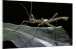 Haaniella grayii (stick insect) by Anonymous