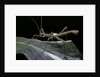 Haaniella grayii (stick insect) by Anonymous
