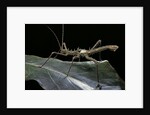 Haaniella grayii (stick insect) by Anonymous