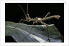 Haaniella grayii (stick insect) by Anonymous