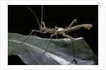 Haaniella grayii (stick insect) by Anonymous
