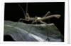 Haaniella grayii (stick insect) by Anonymous