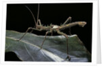 Haaniella grayii (stick insect) by Anonymous