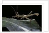 Haaniella grayii (stick insect) by Anonymous
