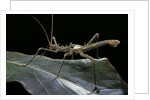 Haaniella grayii (stick insect) by Anonymous