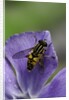 Helophilus pendulus (hoverfly, sun fly) by Anonymous