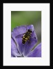 Helophilus pendulus (hoverfly, sun fly) by Anonymous