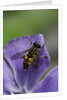 Helophilus pendulus (hoverfly, sun fly) by Anonymous