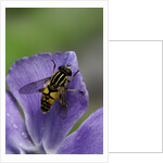 Helophilus pendulus (hoverfly, sun fly) by Anonymous