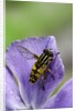 Helophilus pendulus (hoverfly, sun fly) by Anonymous