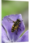 Helophilus pendulus (hoverfly, sun fly) by Anonymous