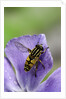 Helophilus pendulus (hoverfly, sun fly) by Anonymous