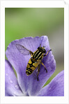 Helophilus pendulus (hoverfly, sun fly) by Anonymous
