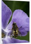Helophilus pendulus (hoverfly, sun fly) - cleaning itself by Anonymous