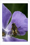 Helophilus pendulus (hoverfly, sun fly) - cleaning itself by Anonymous