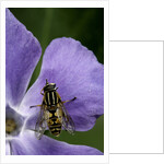 Helophilus pendulus (hoverfly, sun fly) - cleaning itself by Anonymous