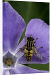 Helophilus pendulus (hoverfly, sun fly) by Anonymous