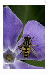 Helophilus pendulus (hoverfly, sun fly) by Anonymous
