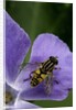 Helophilus pendulus (hoverfly, sun fly) by Anonymous