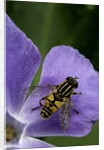 Helophilus pendulus (hoverfly, sun fly) by Anonymous