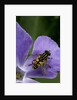 Helophilus pendulus (hoverfly, sun fly) by Anonymous