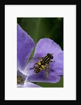 Helophilus pendulus (hoverfly, sun fly) by Anonymous