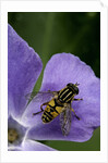 Helophilus pendulus (hoverfly, sun fly) by Anonymous