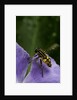 Helophilus pendulus (hoverfly, sun fly) - flying away by Anonymous
